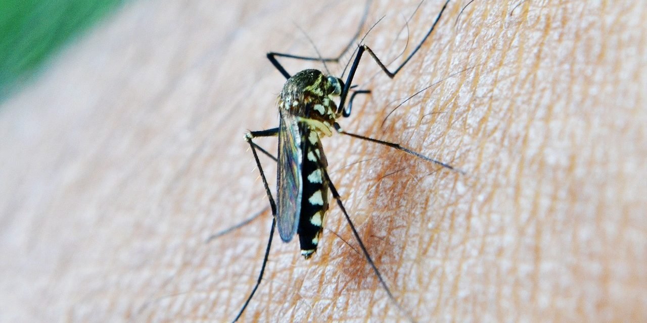 mosquito, bite, decease-213806.jpg